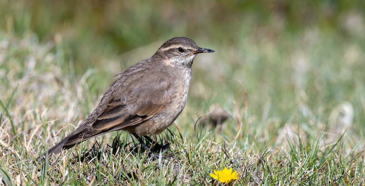 Buff-winged Cinclodes - ML316232621