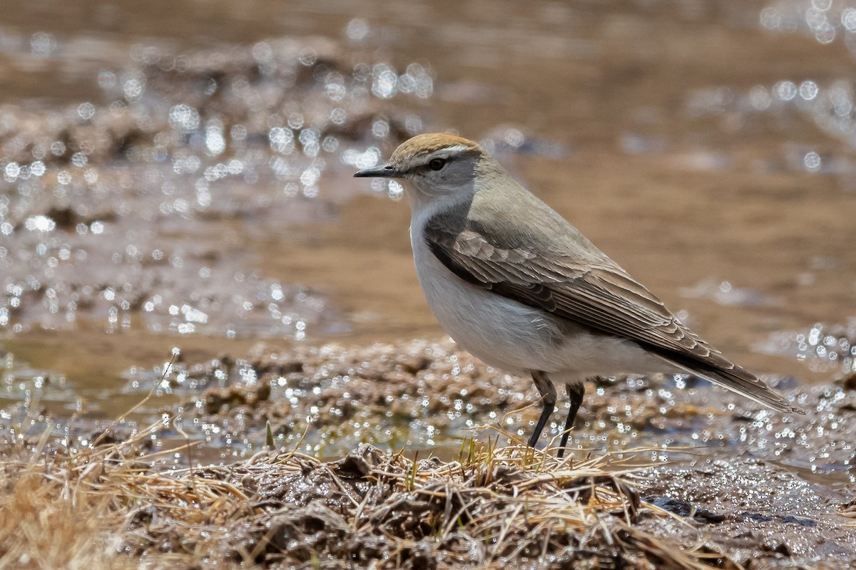 White-browed Ground-Tyrant - ML316233261