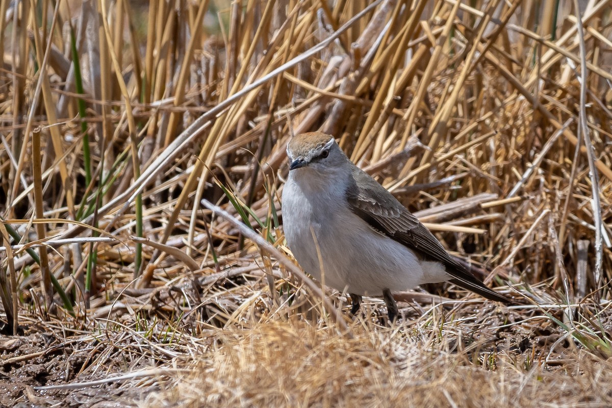 White-browed Ground-Tyrant - ML316233401