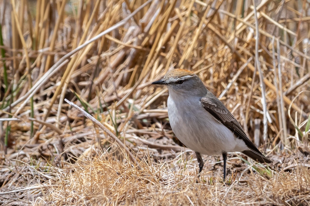 White-browed Ground-Tyrant - Mathurin Malby