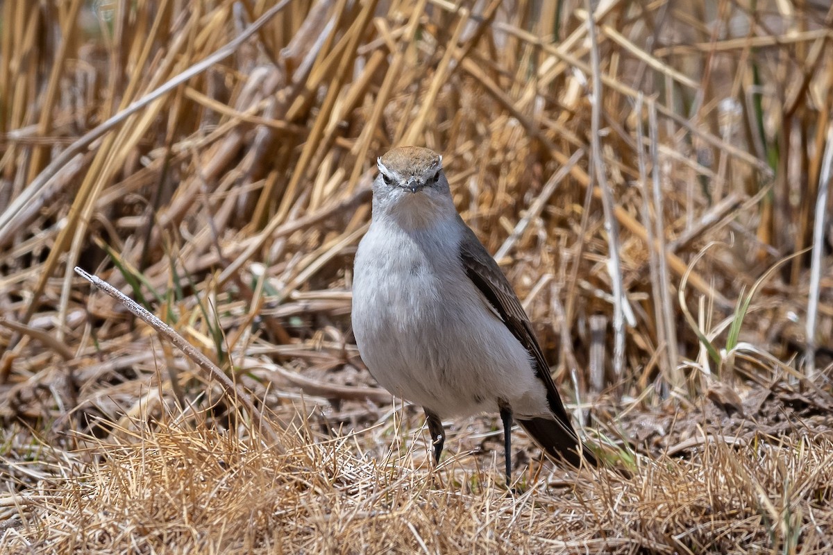 Dormilona Cejiblanca - ML316233431