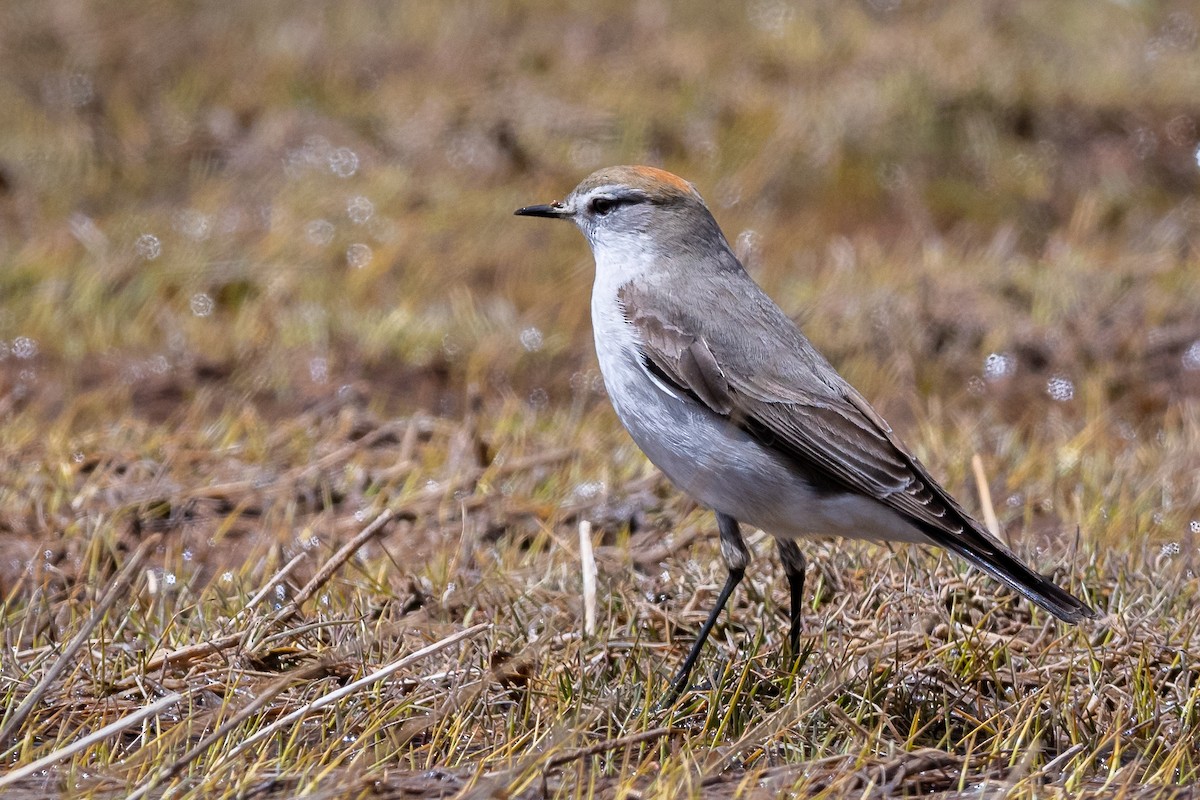 White-browed Ground-Tyrant - ML316233781