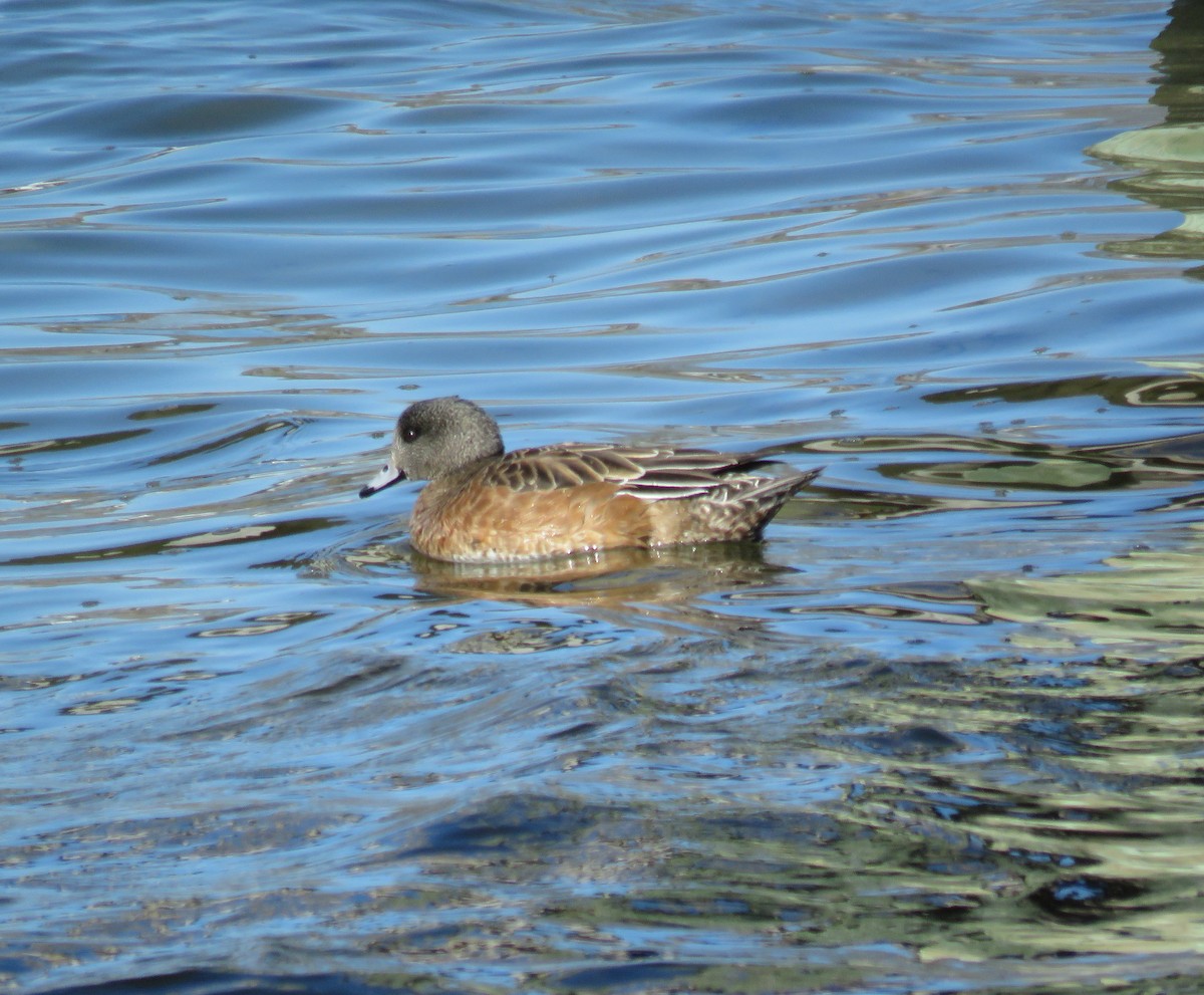 American Wigeon - ML316234031