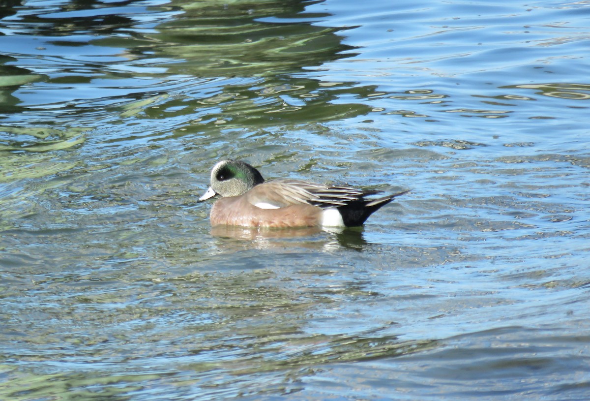 American Wigeon - ML316234081