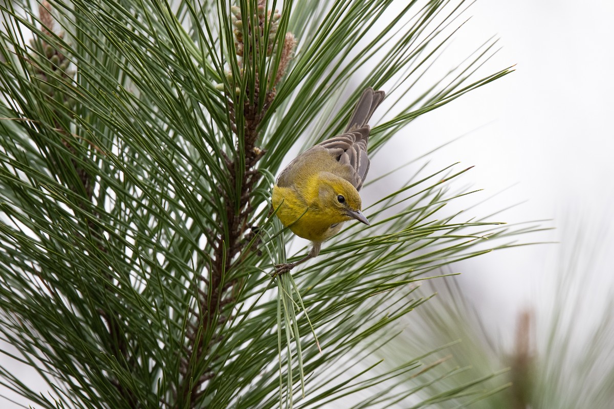 Pine Warbler - ML316234131