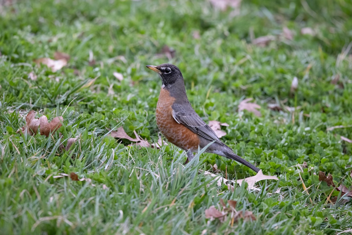 American Robin - ML316234331