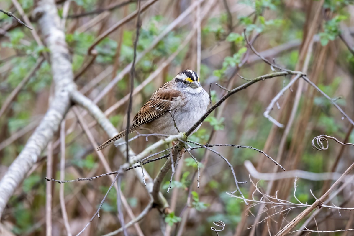 White-throated Sparrow - ML316234431