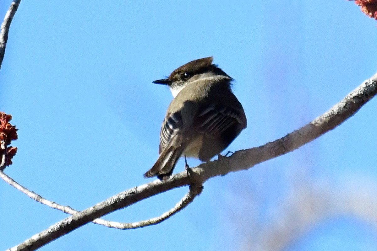 Eastern Phoebe - Cristine Van Dyke