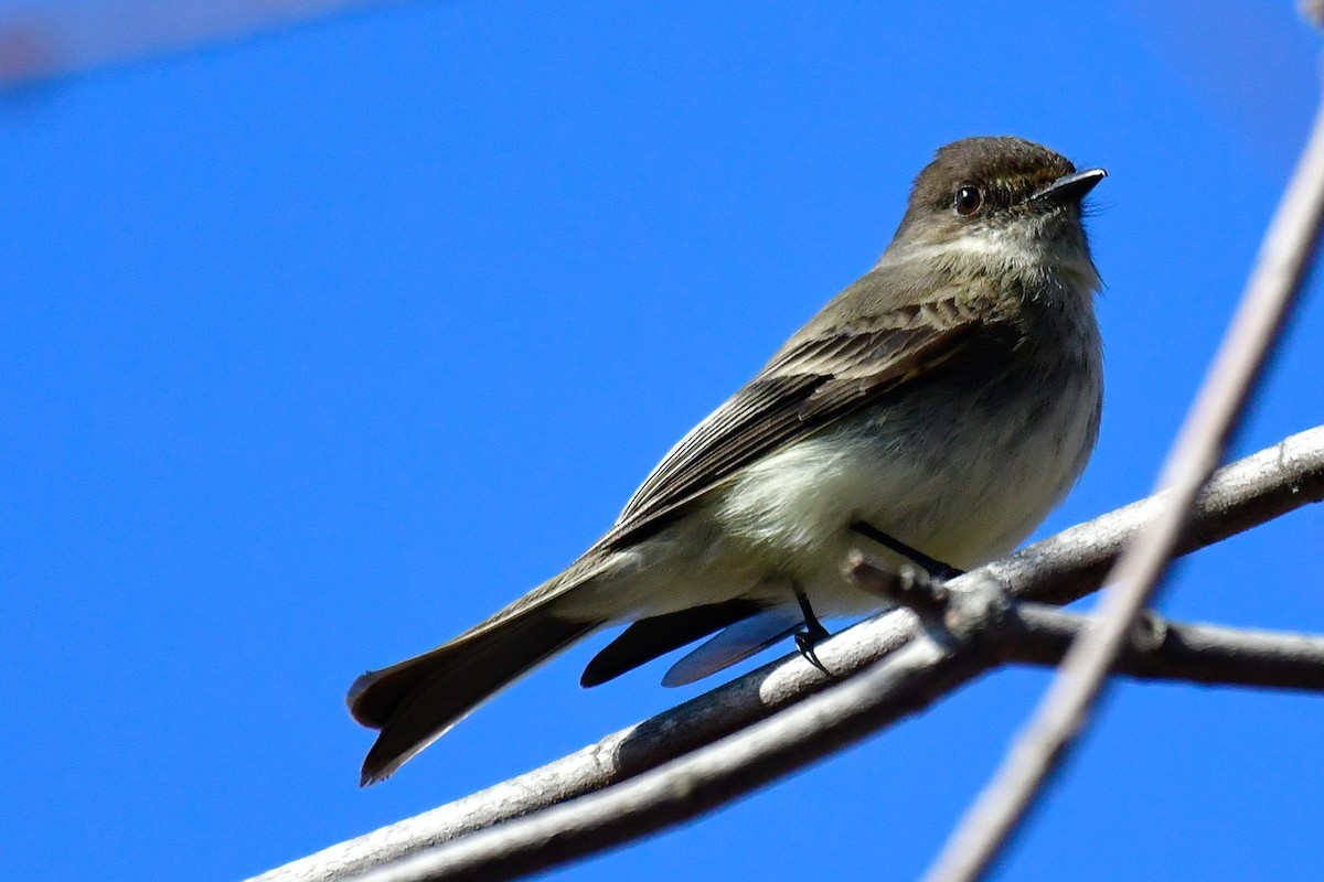 Eastern Phoebe - Cristine Van Dyke