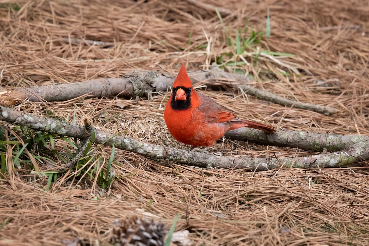 Northern Cardinal - ML316234631