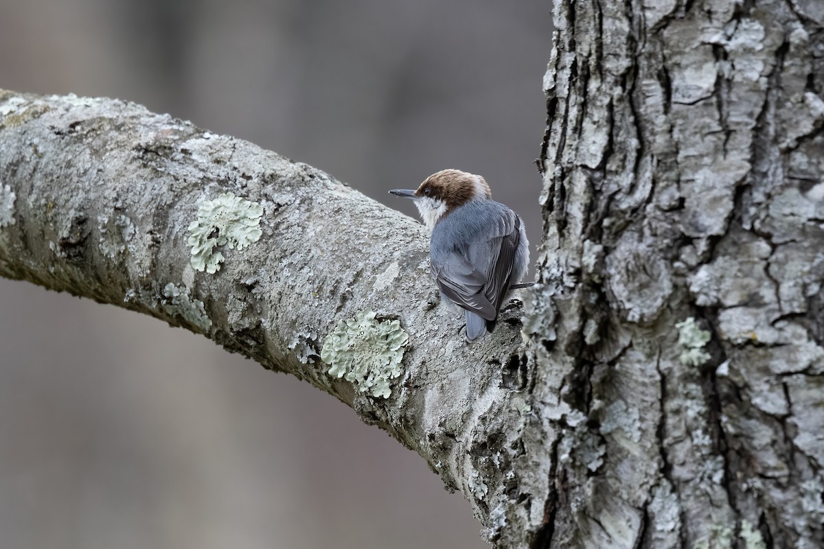 Brown-headed Nuthatch - ML316235201