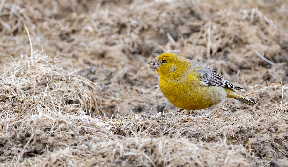 Greater Yellow-Finch - Mathurin Malby