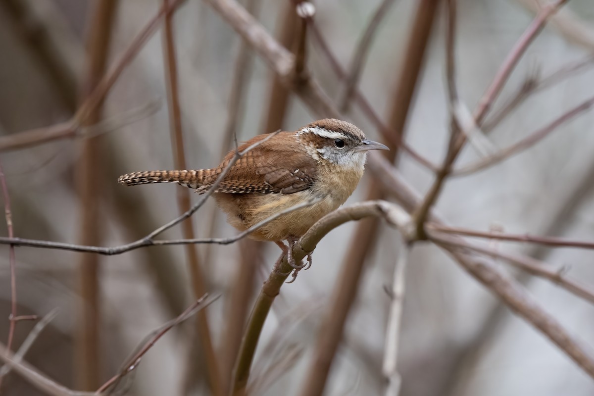 Carolina Wren - ML316235351
