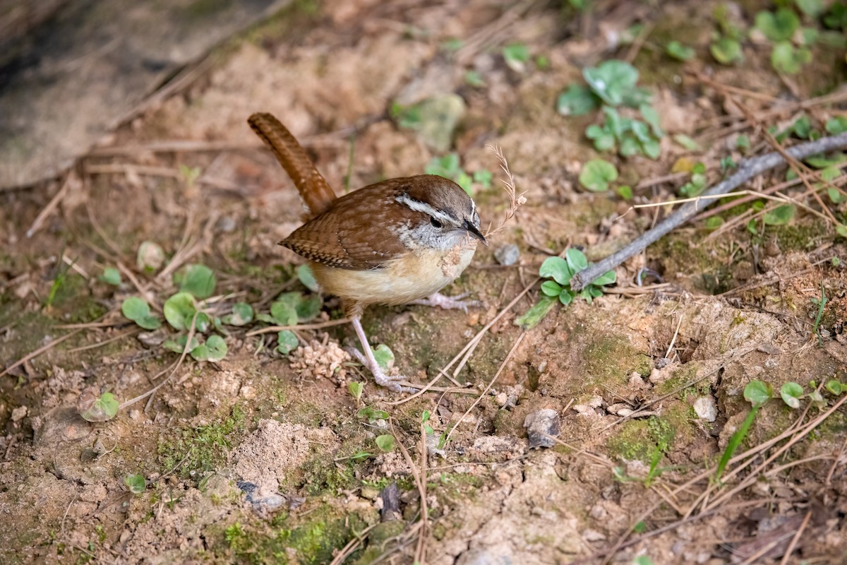 Carolina Wren - ML316235551