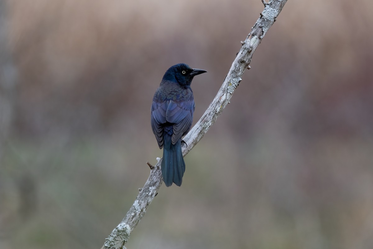 Common Grackle - ML316235571