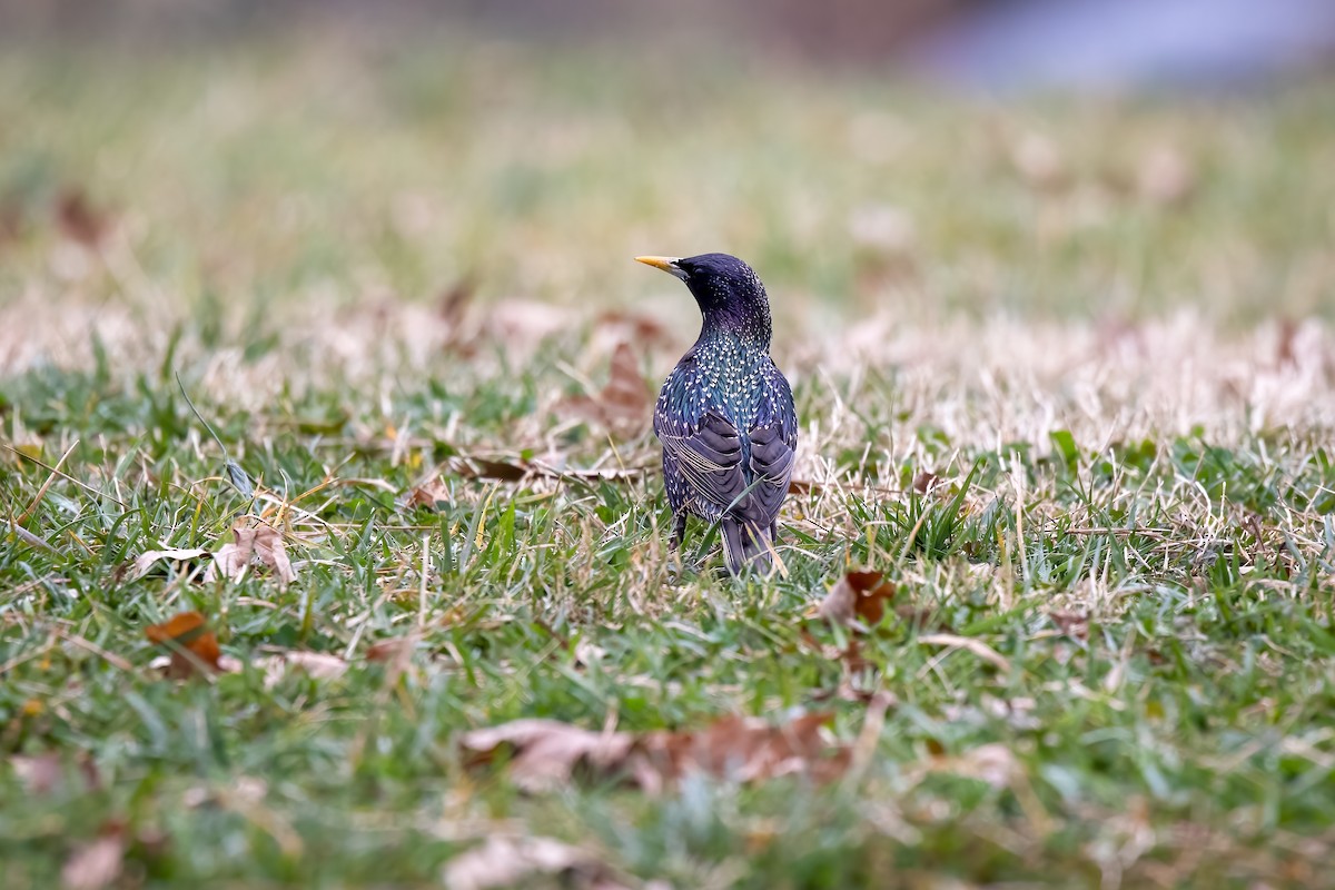 European Starling - ML316235681