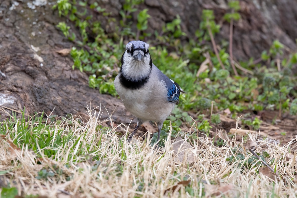 Blue Jay - ML316235831