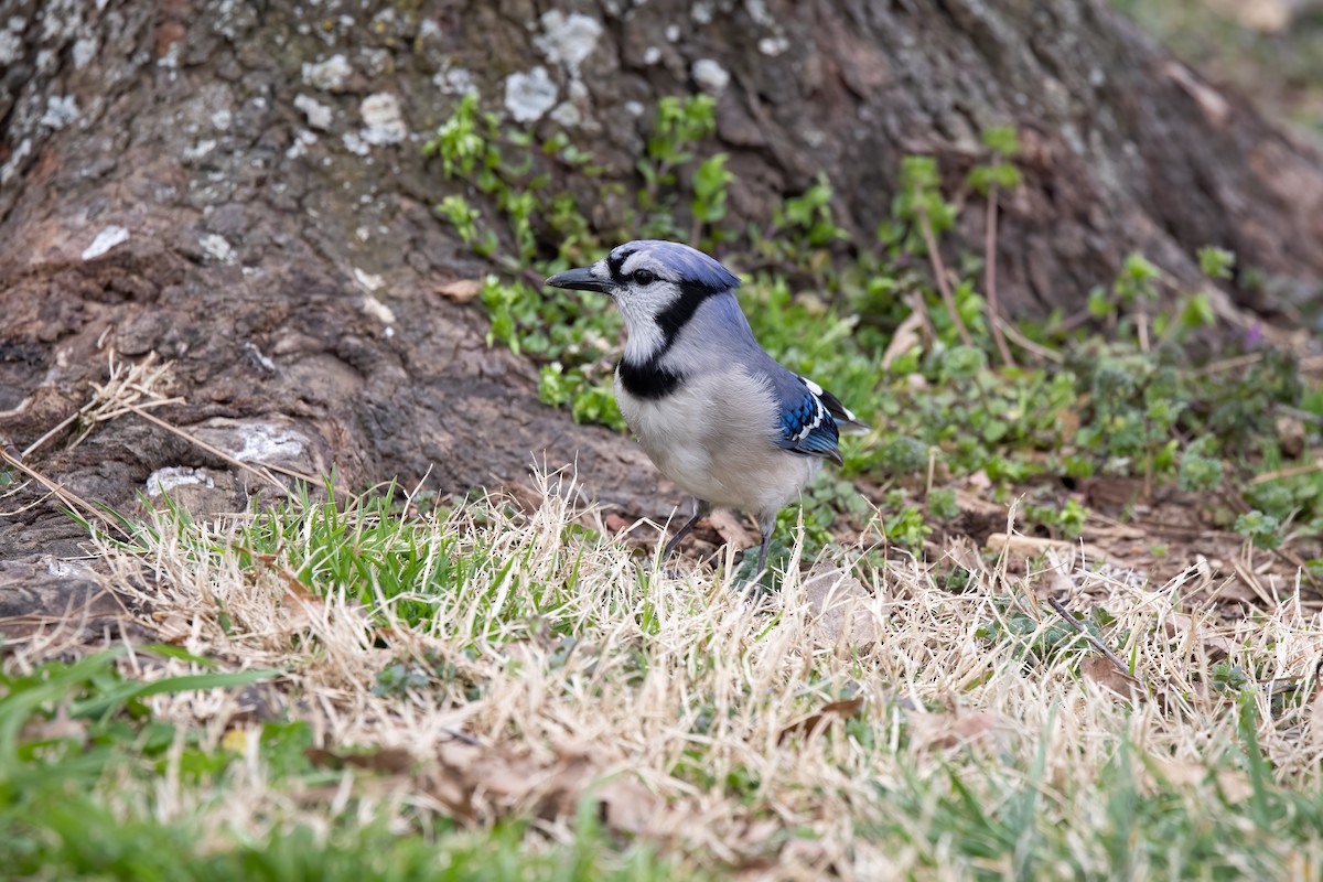 Blue Jay - ML316235951