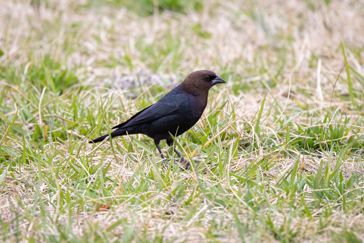 Brown-headed Cowbird - ML316236051