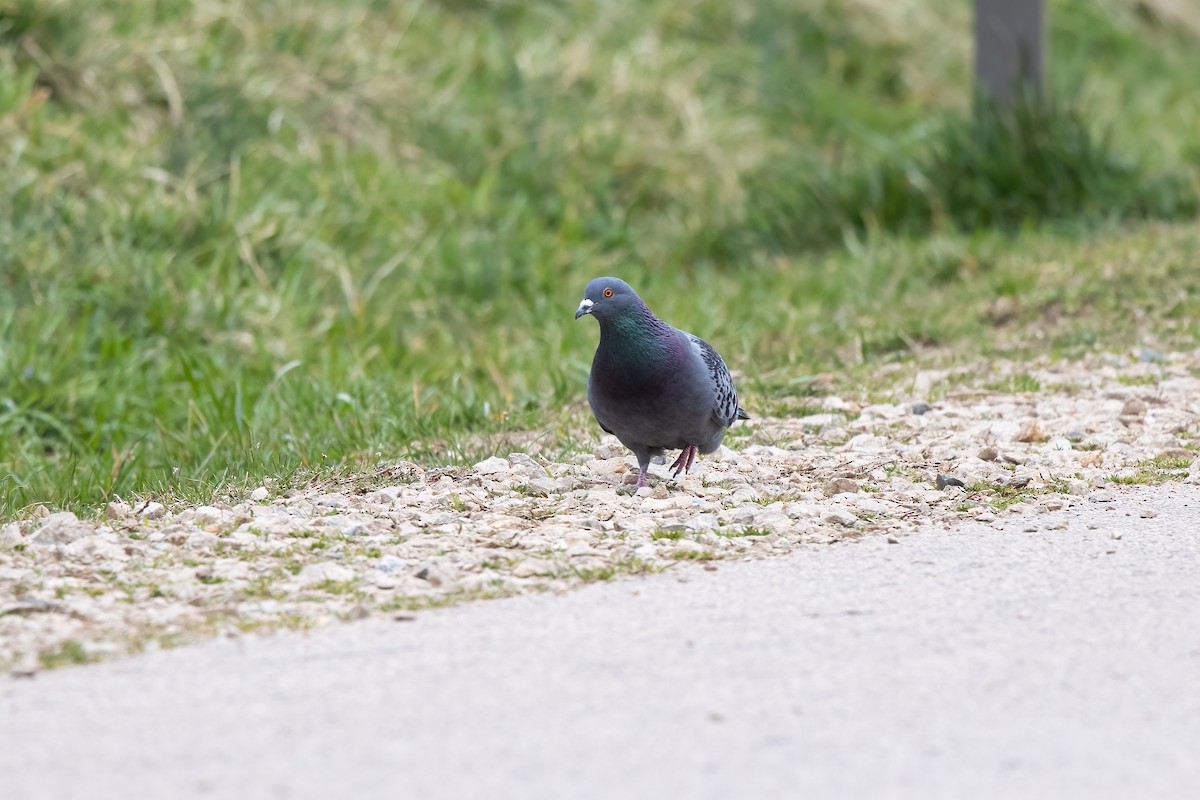 Rock Pigeon (Feral Pigeon) - ML316236241