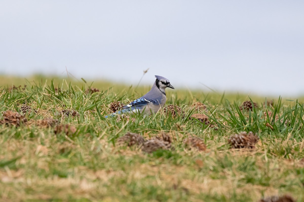 Blue Jay - ML316236511