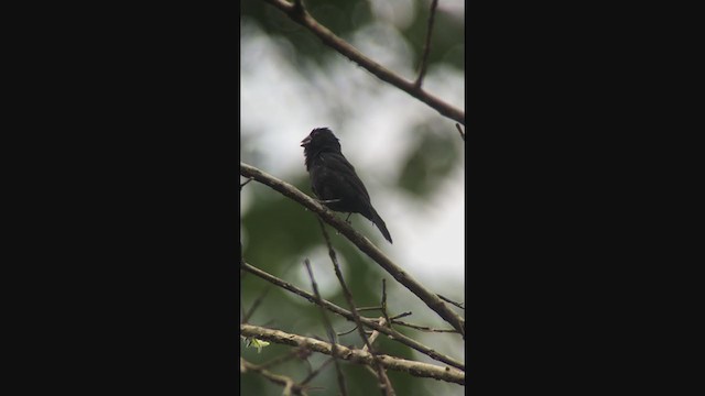 Thick-billed Seed-Finch - ML316239491