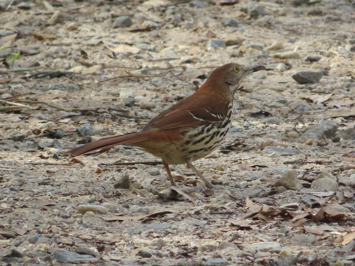 Brown Thrasher - ML316241561