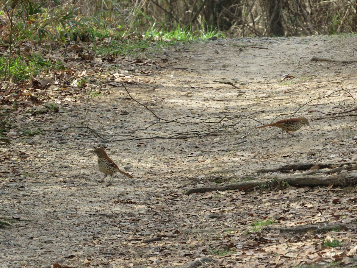 Brown Thrasher - ML316241571