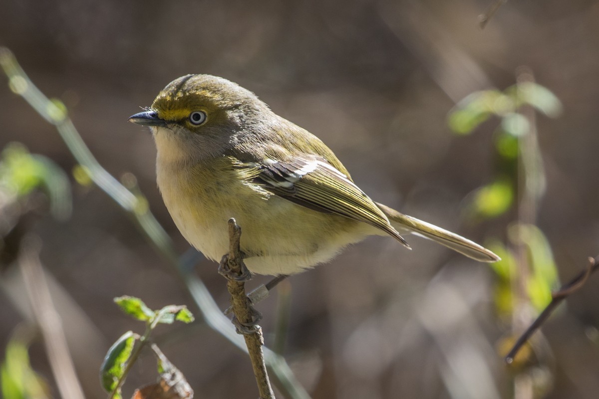 White-eyed Vireo - ML316242051