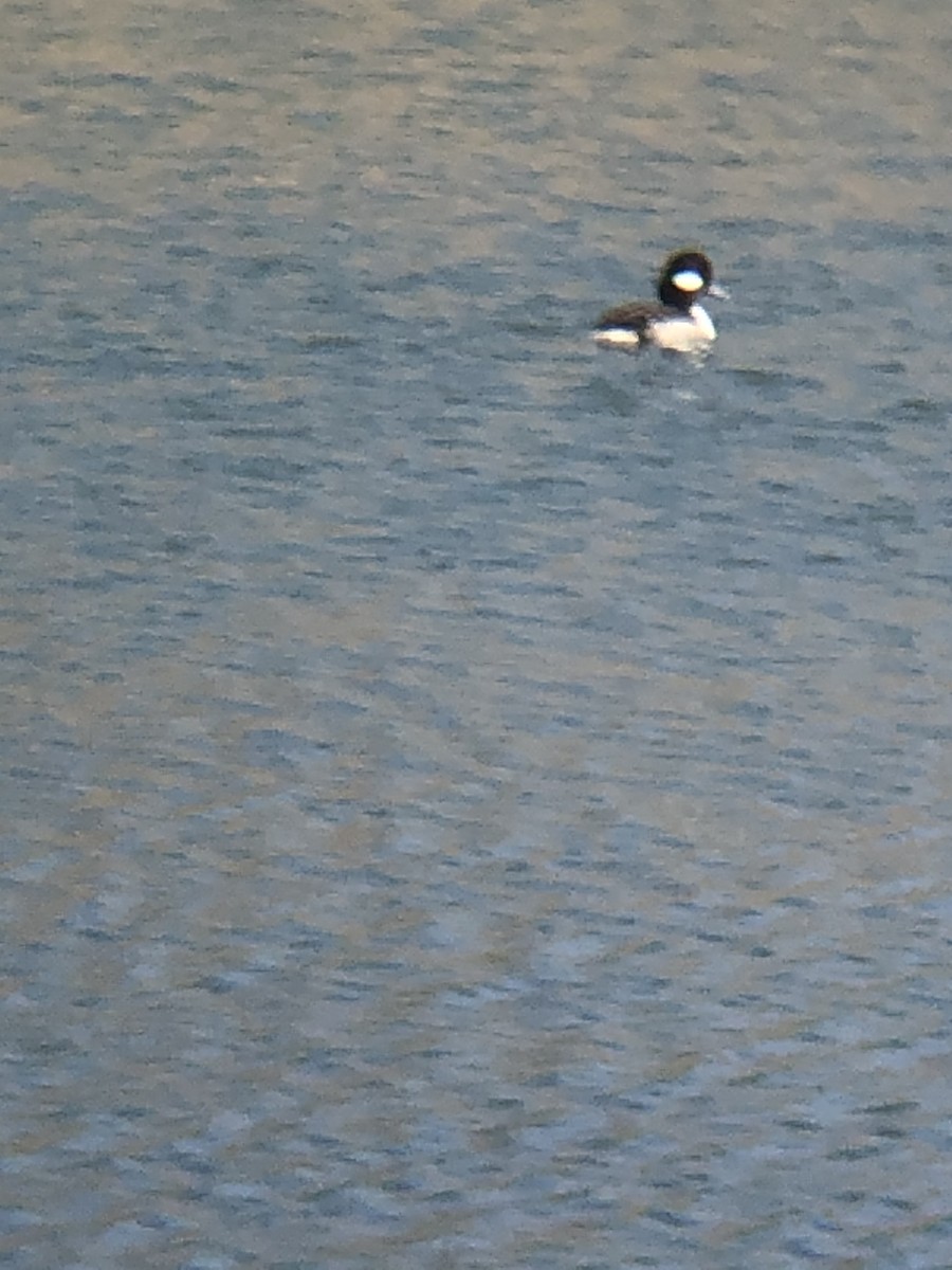 Bufflehead - Tim E.