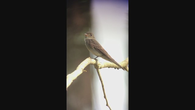 pewee sp. (Contopus sp.) - ML316243721