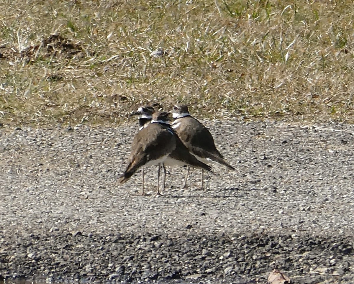 Killdeer - ML316244661