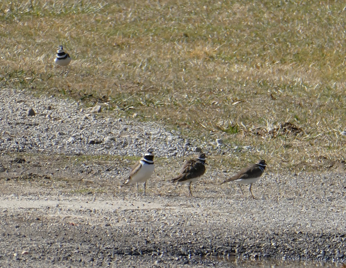 Killdeer - Kathy L. Mock