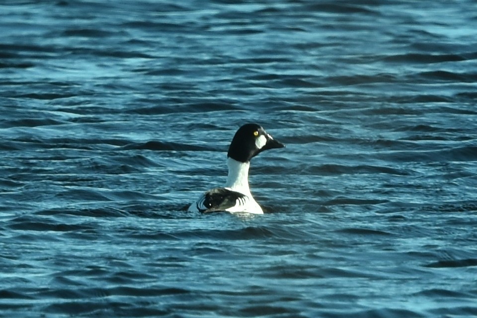 Common Goldeneye - Blair Whyte