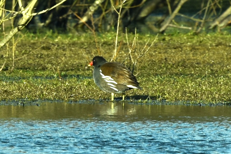 Eurasian Moorhen - Blair Whyte