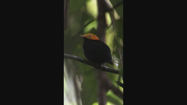 Golden-headed Manakin - ML316248311