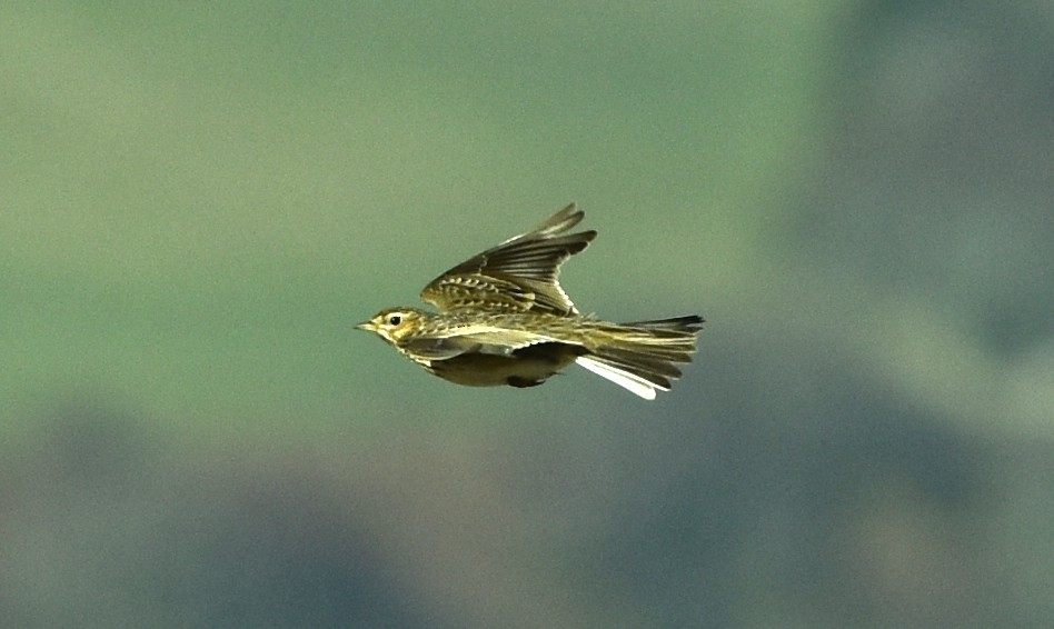 Eurasian Skylark - Blair Whyte