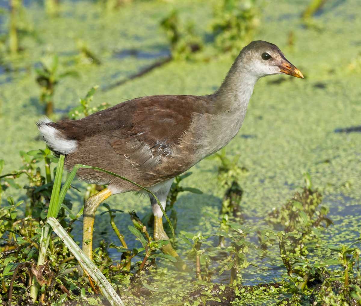 Purple Gallinule - Sewage Team