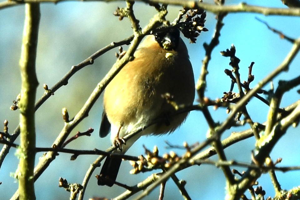 Eurasian Bullfinch - ML316248651