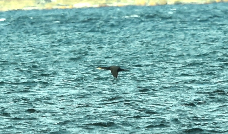 Great Cormorant - ML316248901