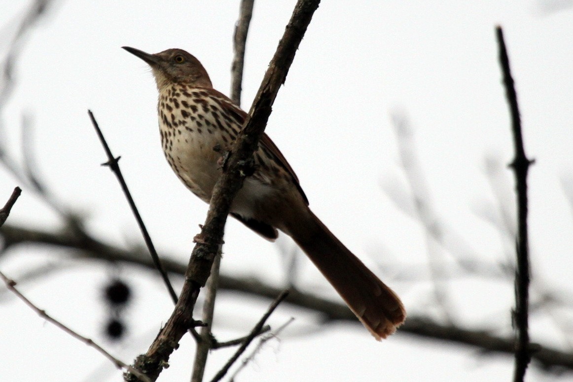 Brown Thrasher - ML316249881