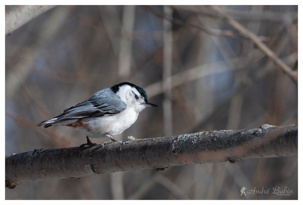 White-breasted Nuthatch - ML316250091