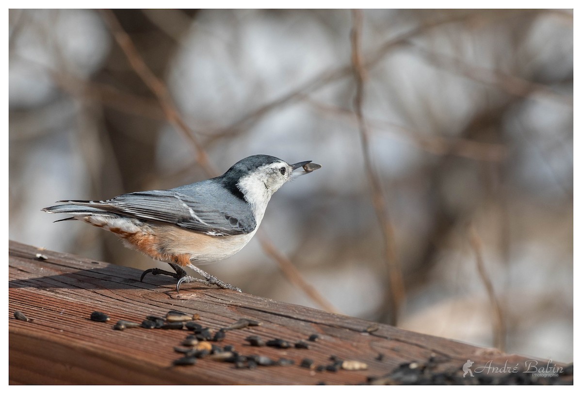 White-breasted Nuthatch - ML316250101