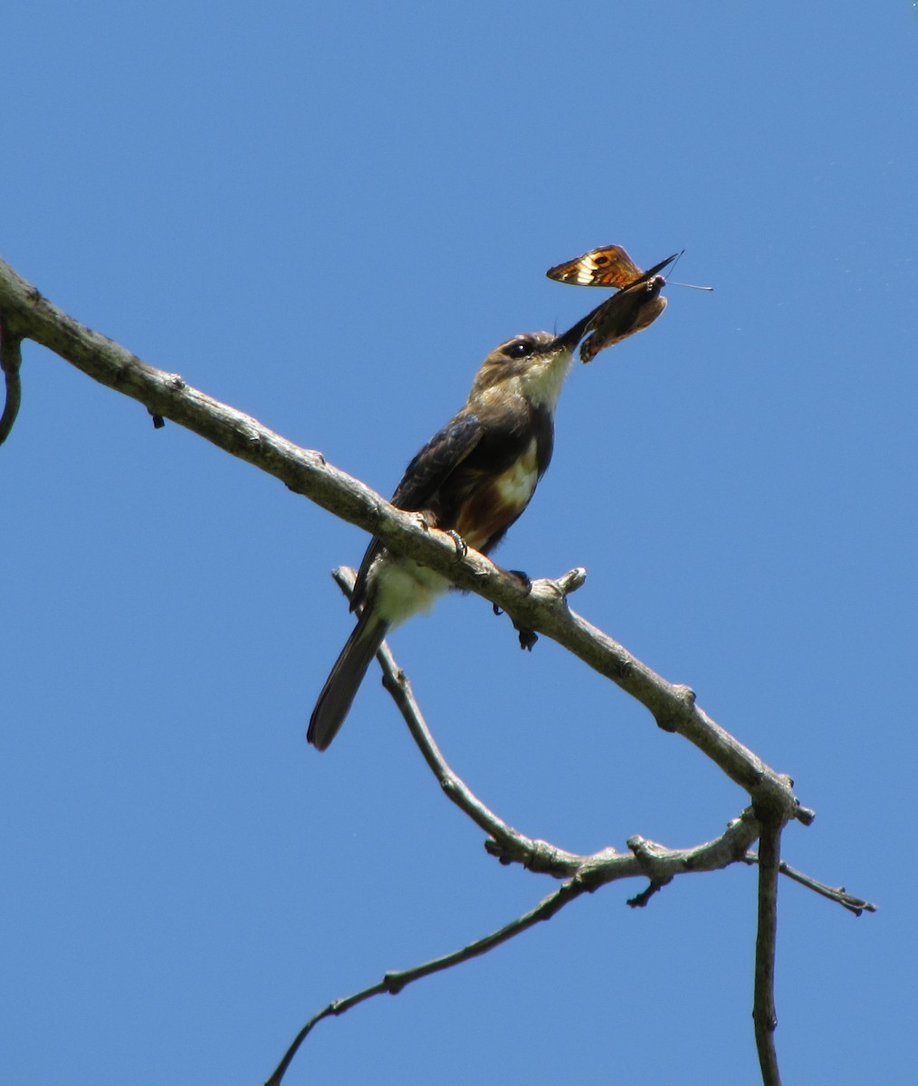 Pale-headed Jacamar - ML31625051