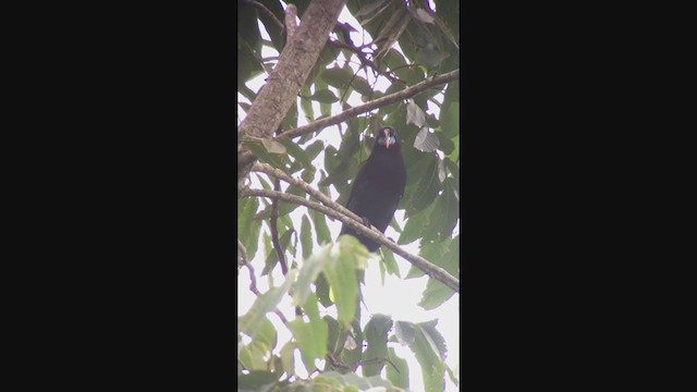 Black Oropendola - ML316251581