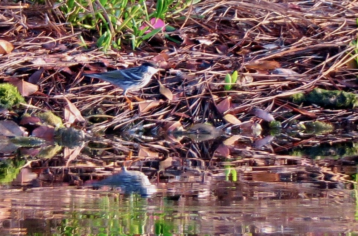 Blackpoll Warbler - ML316251701