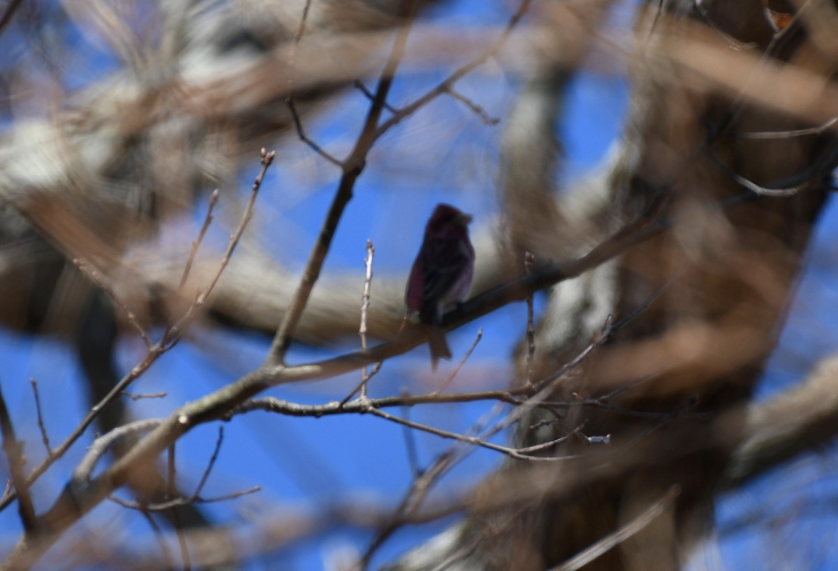 Purple Finch - ML316251741