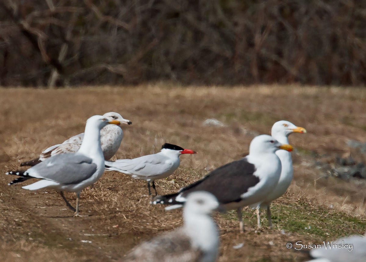 Caspian Tern - Susan Wrisley