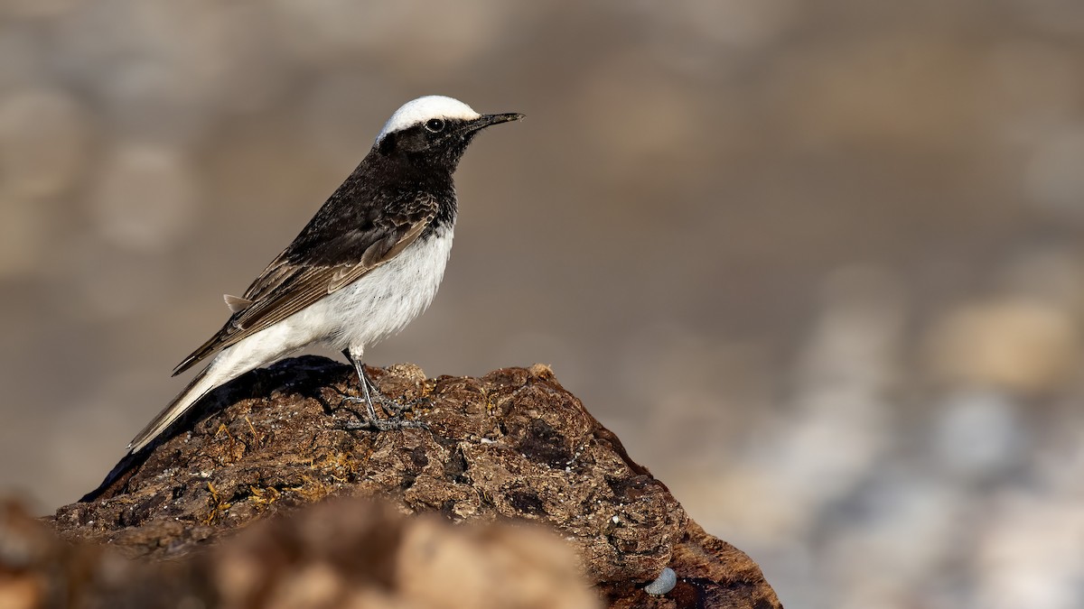 Hooded Wheatear - ML316253631