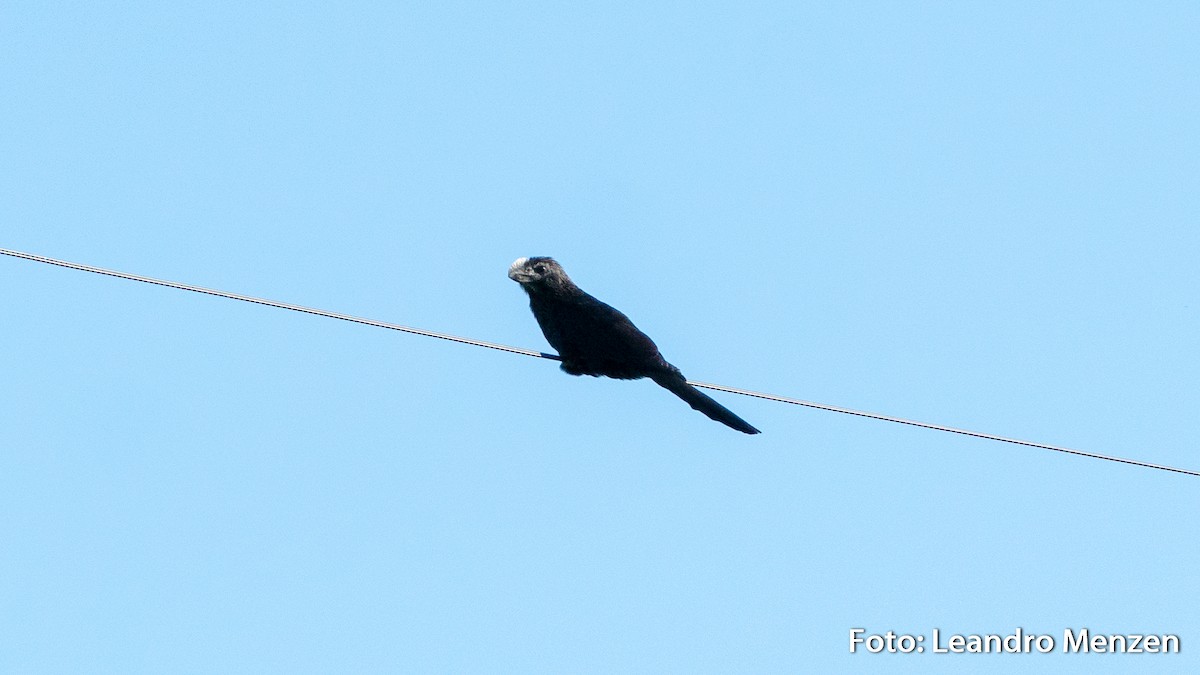 Smooth-billed Ani - ML316255301